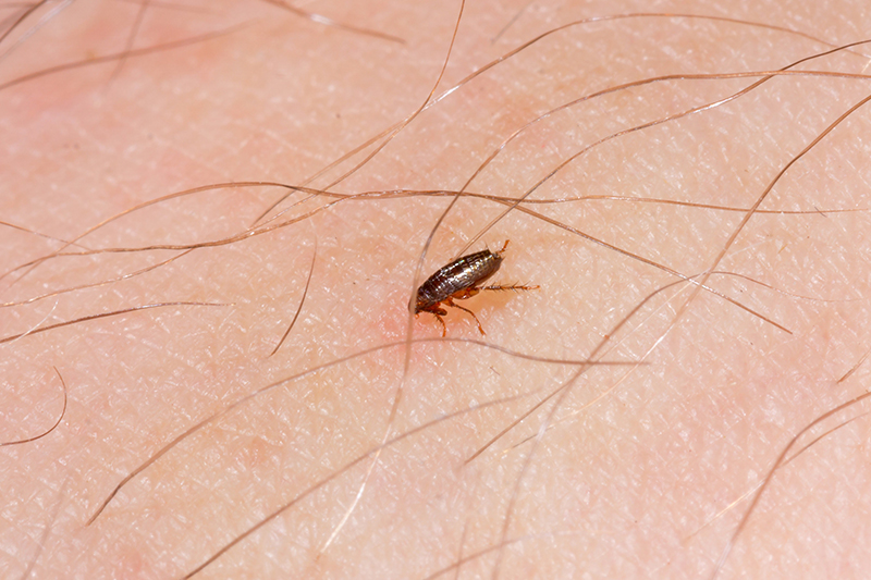 Flea Pest Control in Cambridge Cambridgeshire